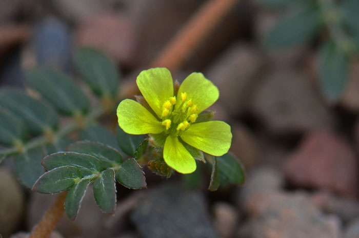 Puncturevine or Goat-heads are weedy plants with pretty although small yellow flowers. Tribulus terrestris 